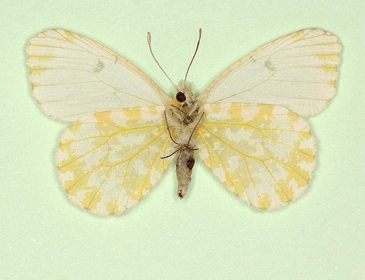 Anthocharis cardamines female (aberrant form alba, verso) (Internet Image property of respective owner, non-commercial use only)